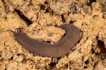 Media type: image;   Invertebrate Zoology 143930